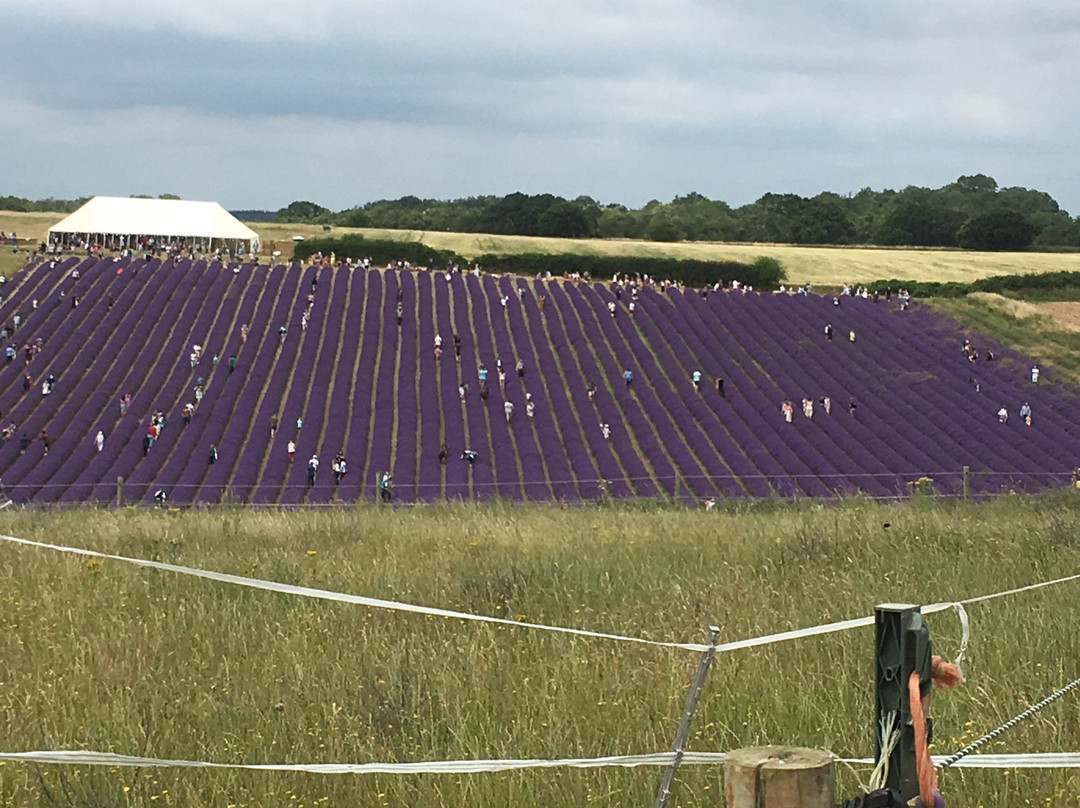 Lordington Lavender景点图片
