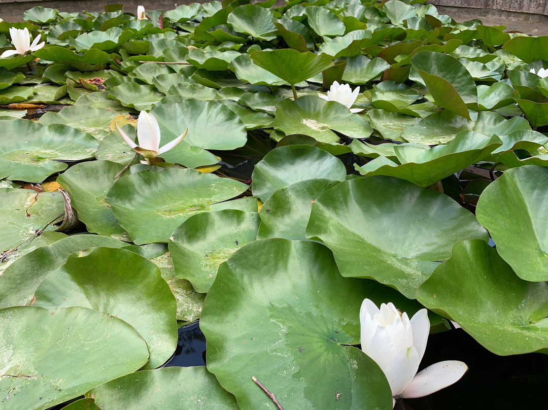 Banska Stiavnica Botanical Garden景点图片