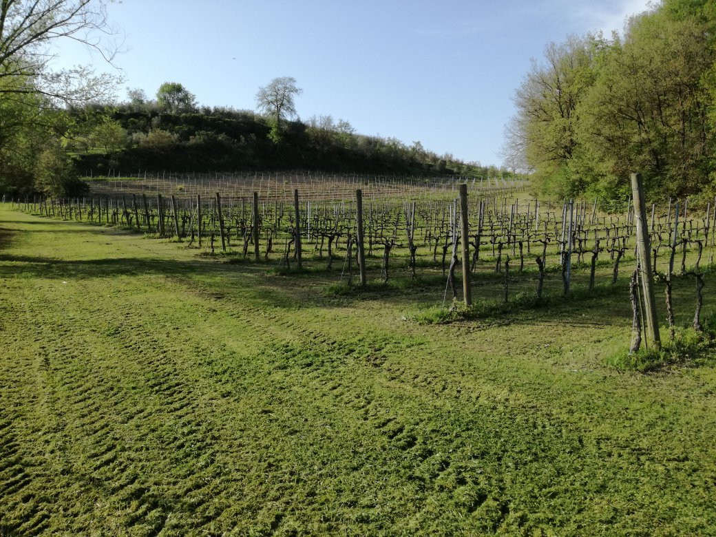 I Cipressi Winery-蒙特普尔恰诺必去景点