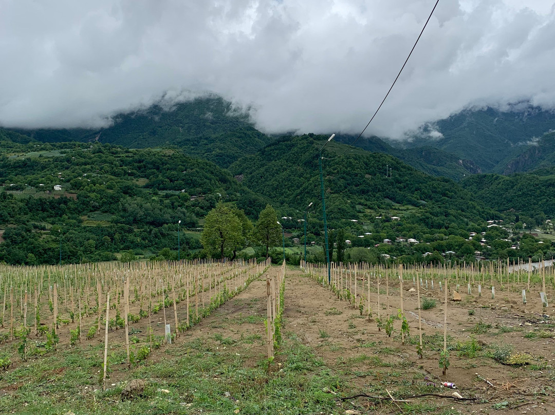 Winery Bugeuli景点图片