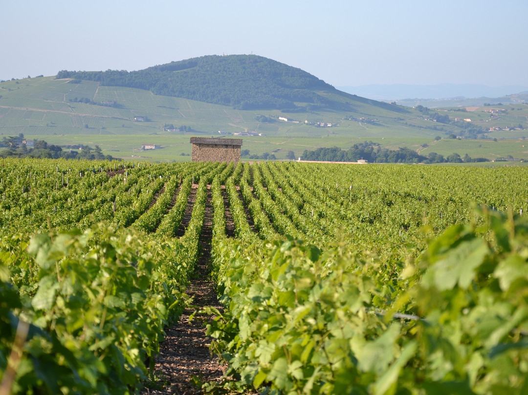 Domaine Gerard-Brisson景点图片