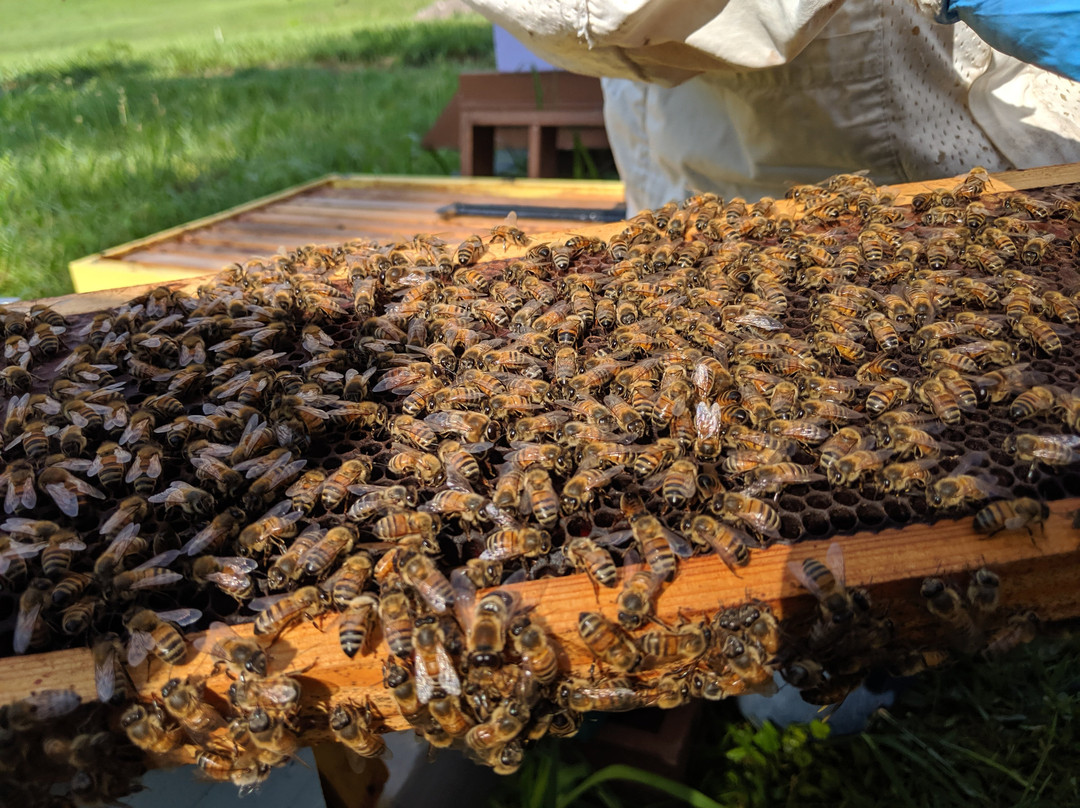 Sweet Betsy Farm-Marion必去景点