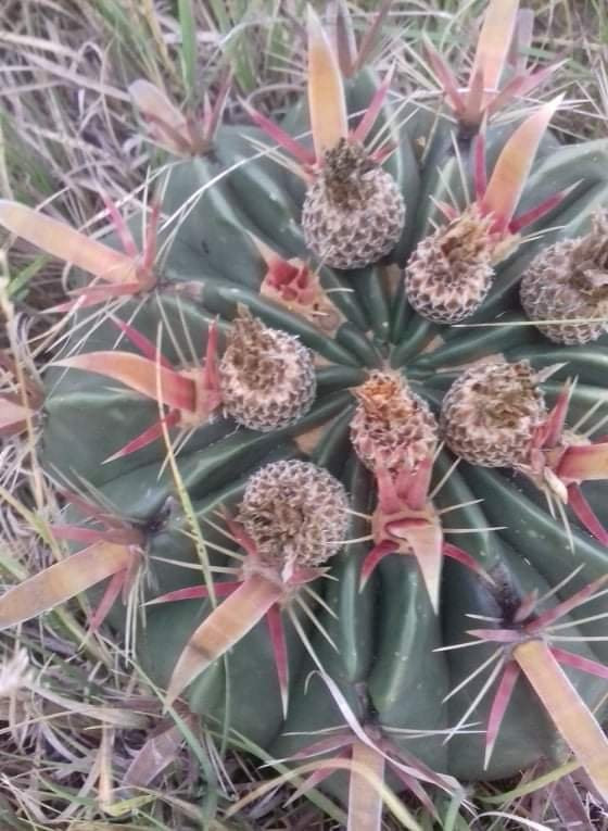 Capillas de Indios-圣米格尔护城必去景点