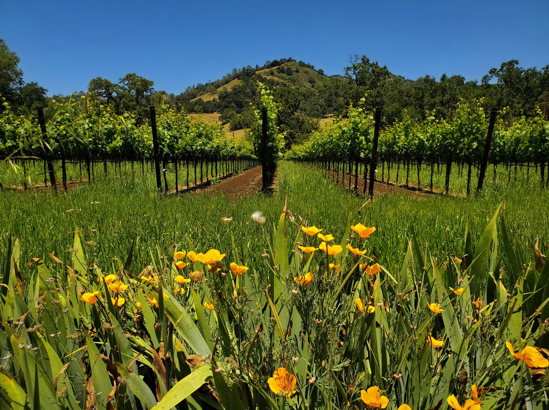 Garden Creek Ranch Vineyards Winery景点图片