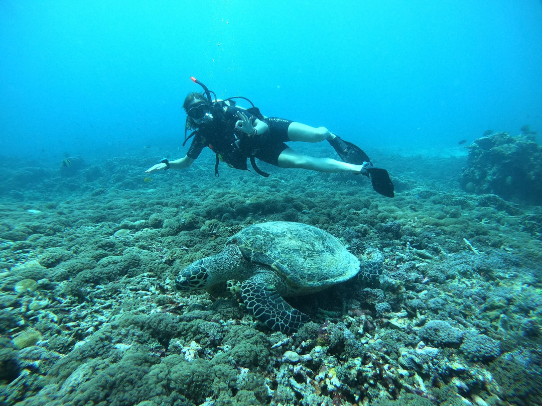 德拉娜安岛蓝马林潜水中心景点图片