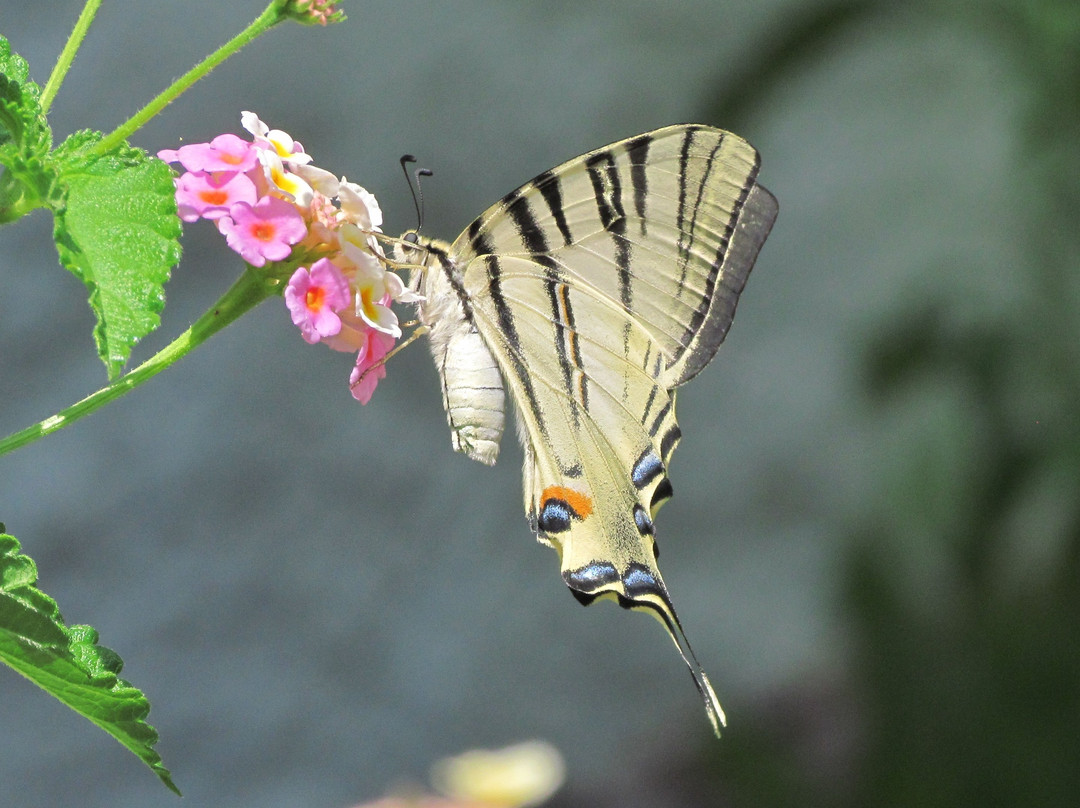 Baha Ammes Apartments主图