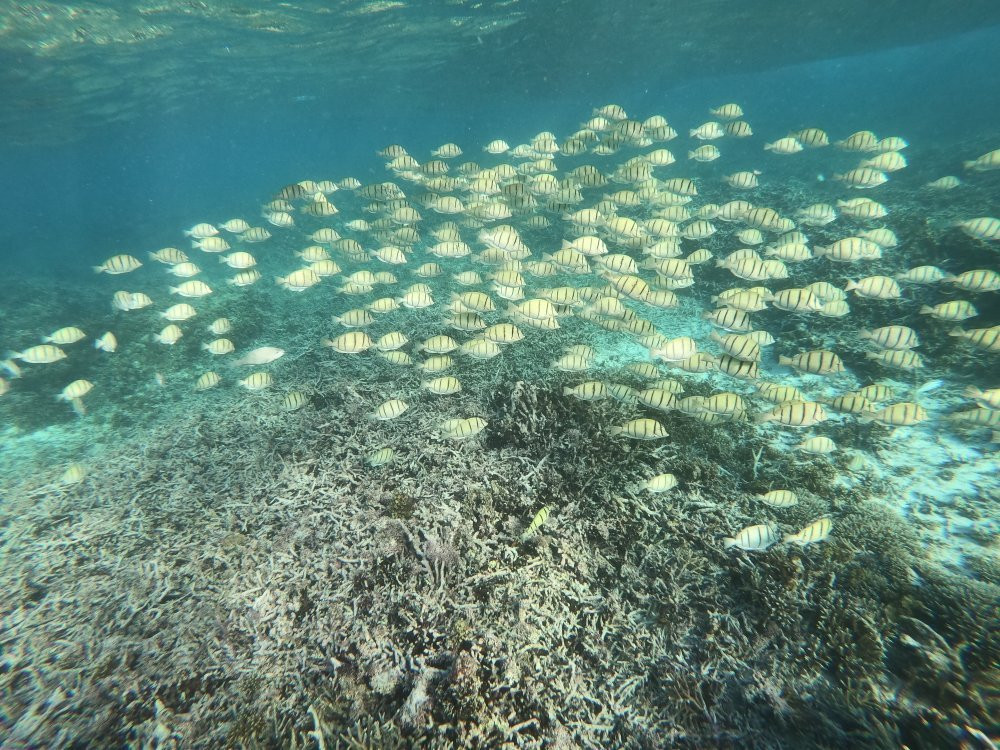 Deep Blue Diving & Watersports @ Matamanoa Island-斐济马塔马诺阿岛必去景点