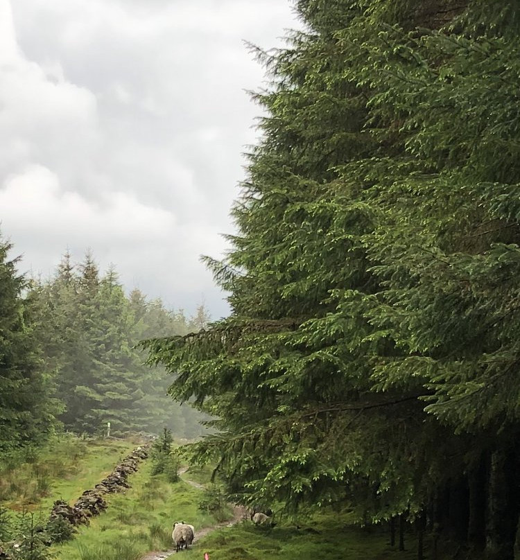 7stanes - Glentress-皮布尔斯必去景点
