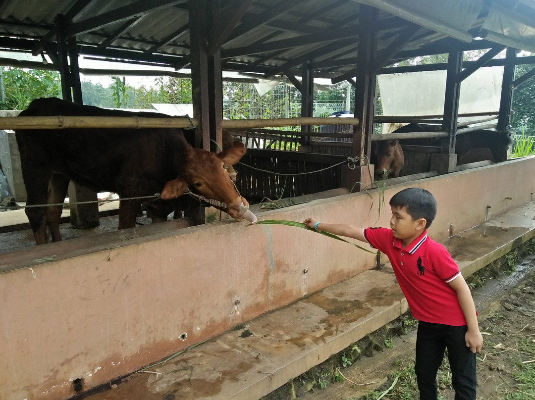 Kebun Pak Budi-巴苏鲁安必去景点
