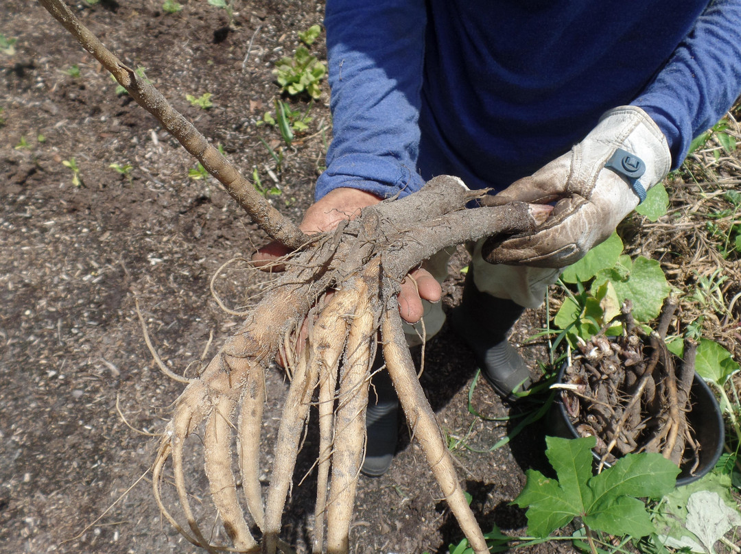 Jungle Life Herbs-O Brien必去景点