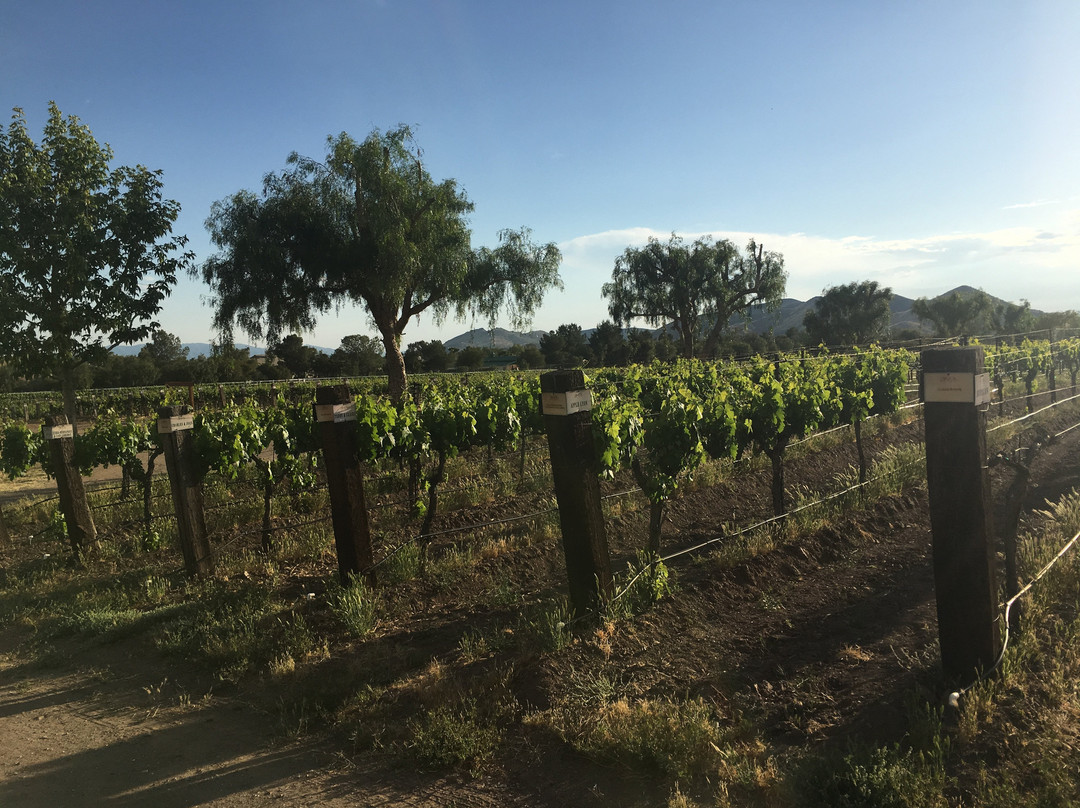 Reyes Winery景点图片