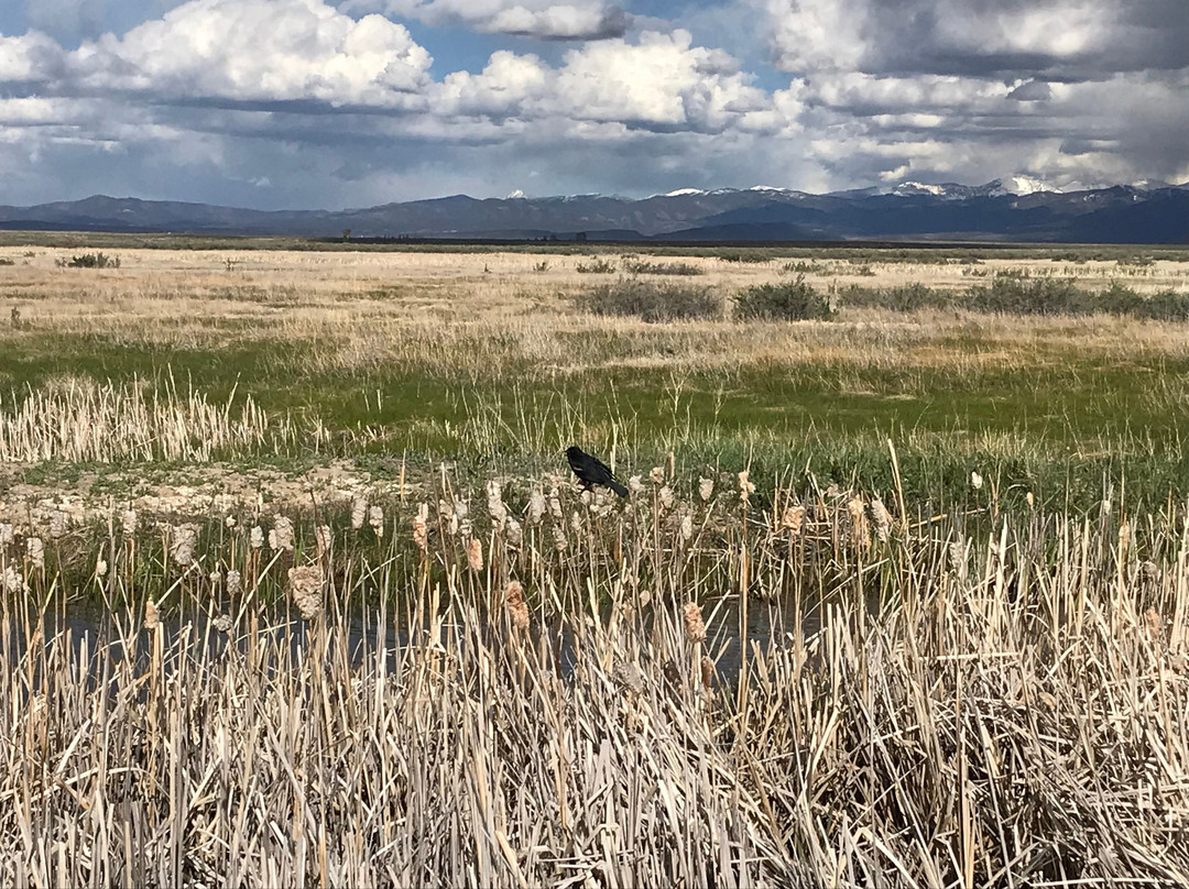 Alamosa National Wildlife Refuge-阿拉莫萨必去景点
