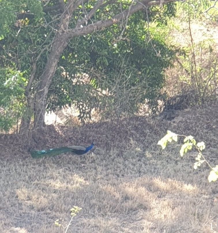 The Yellow Retreat主图