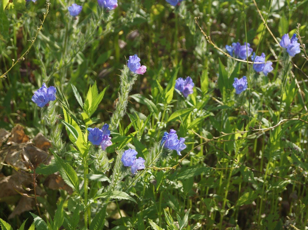 Meshushim Stream Nature Reserve-Had Nes必去景点