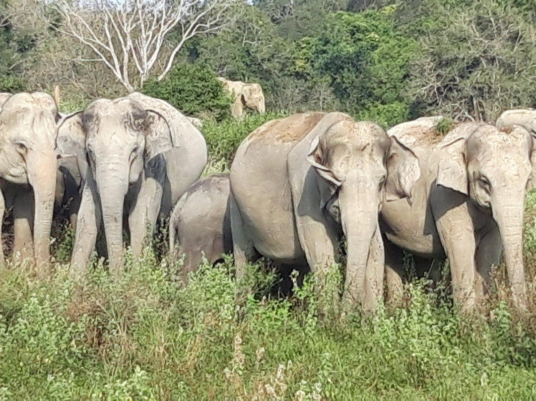 Rathnapriya Safari Guest Galoya主图