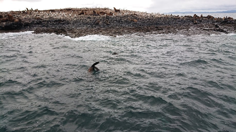 Stanley Seal Cruises景点图片