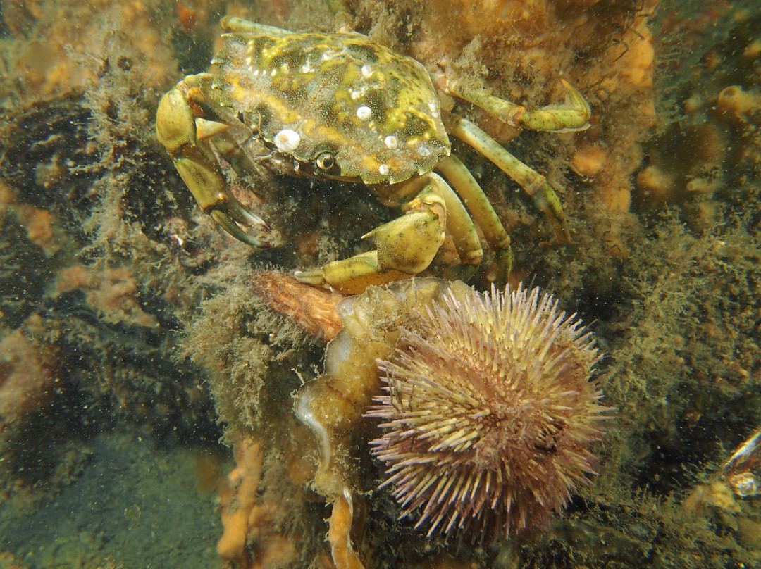 Antaqua Diving School-Deurne必去景点