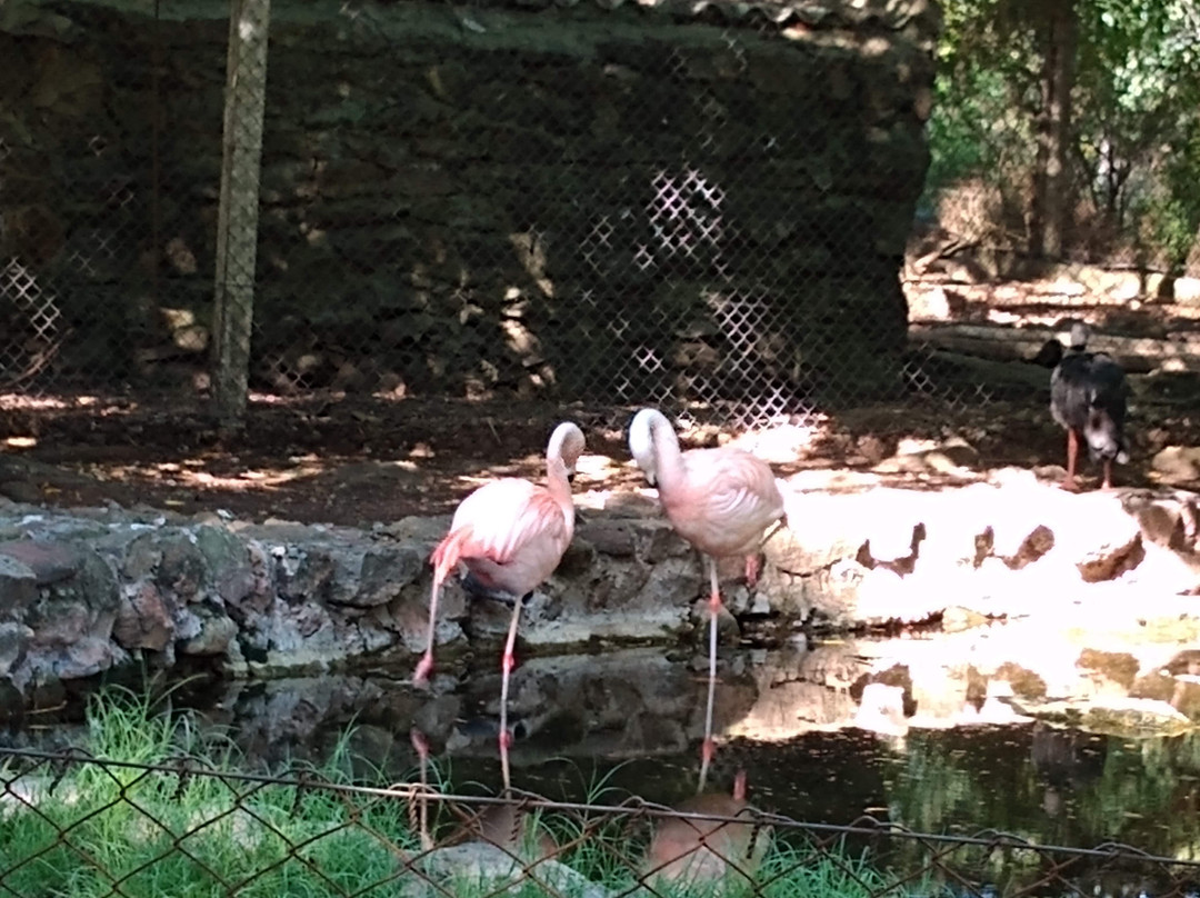 Zoo de la Ciudad de Salto景点图片