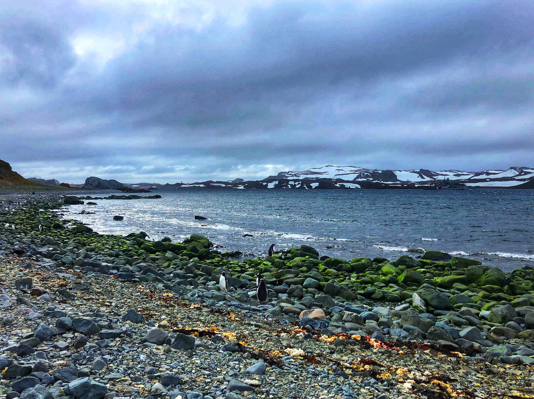 King George Island-King George Island必去景点