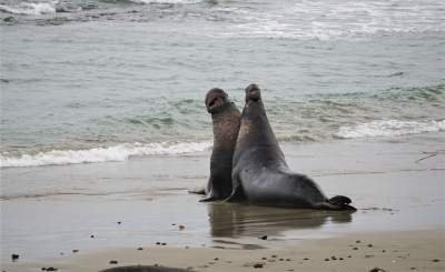 Ano Nuevo Elephant Seal Tours-佩斯卡德罗必去景点