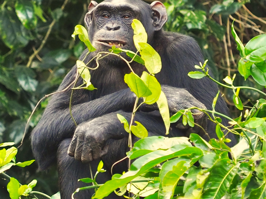 Ngamba Island Chimpanzee Sanctuary景点图片