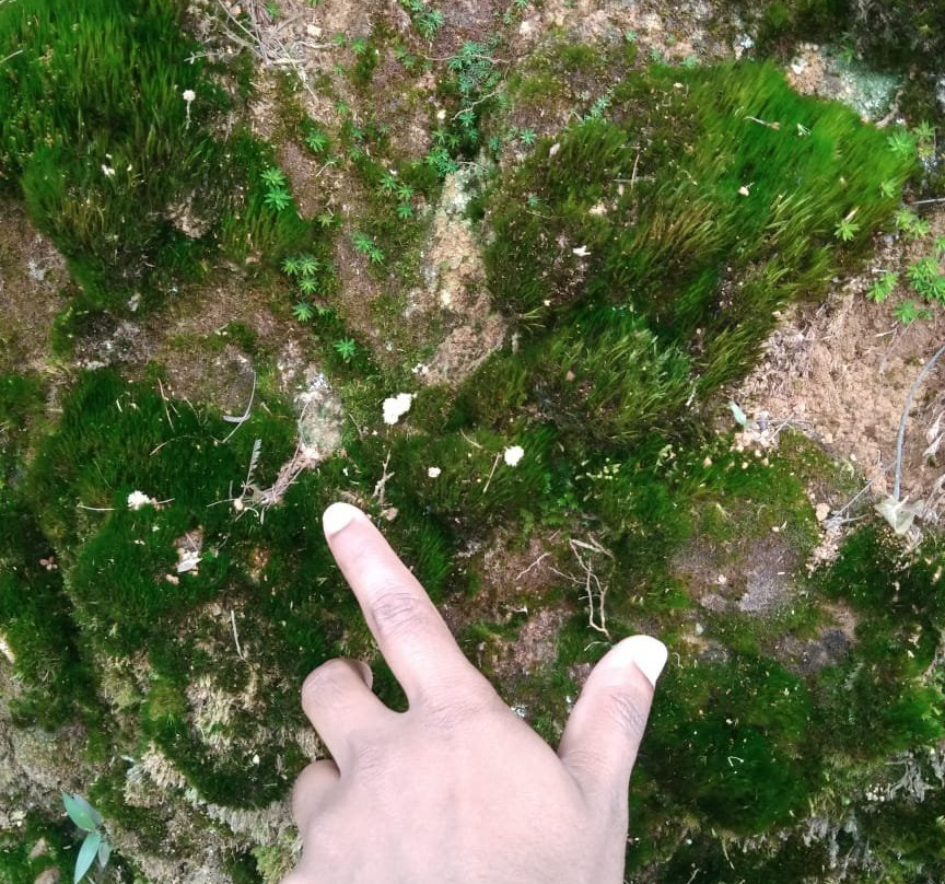 Lake Richmond-哈普特莱必去景点