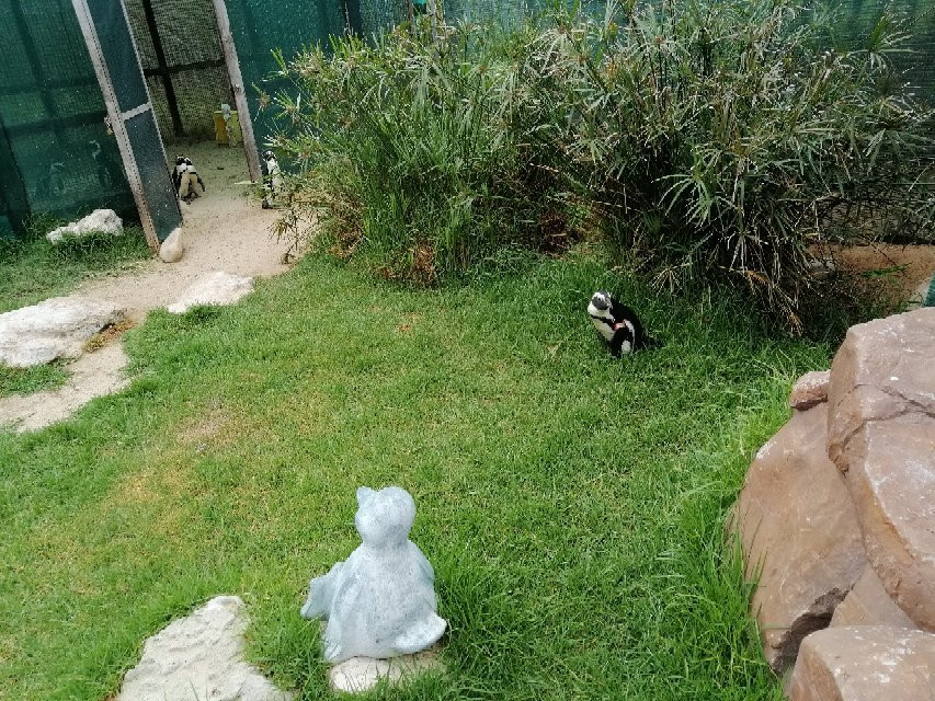 Sanccob Eastern Cape - Penguin Rehabilitation Center-Cape St Francis必去景点