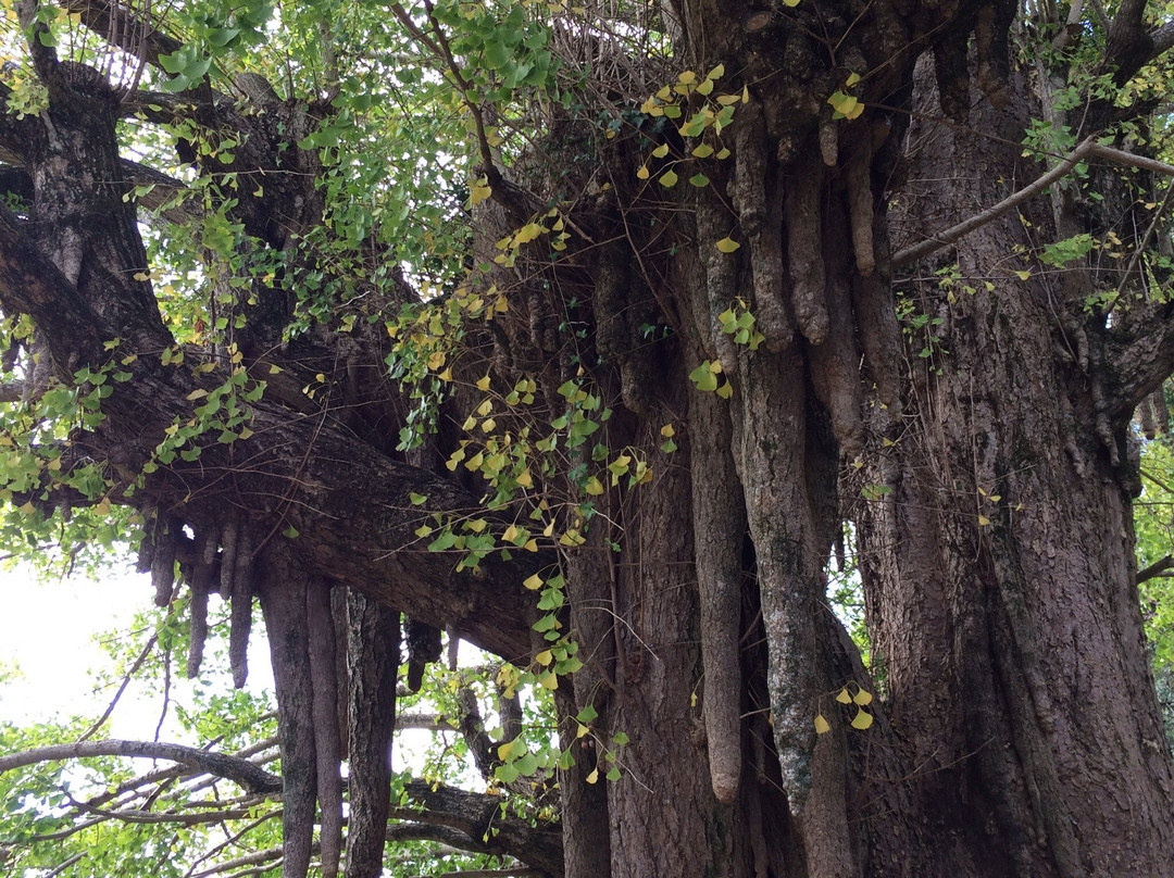Kosazuke Ginkgo Tree in Kosenji Tmple景点图片