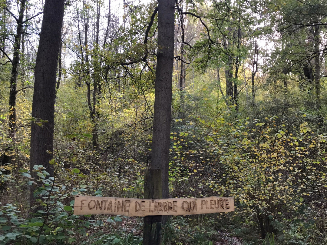 Bois de Lauzelle景点图片