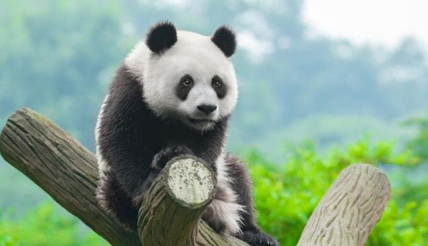 Hovering Travel-成都必去景点