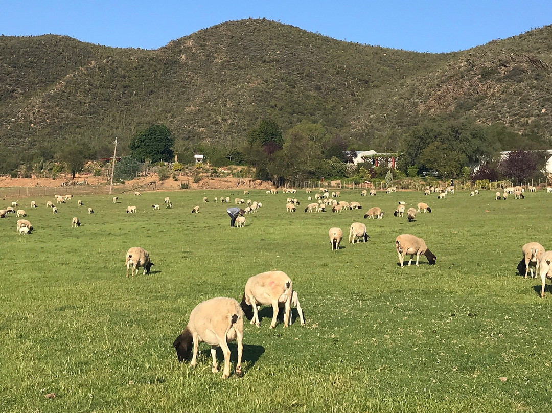 Oudemuragie Guest Farm主图