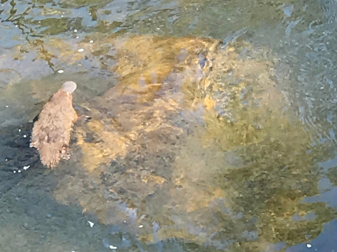 Warrawee Forest Reserve-Latrobe必去景点
