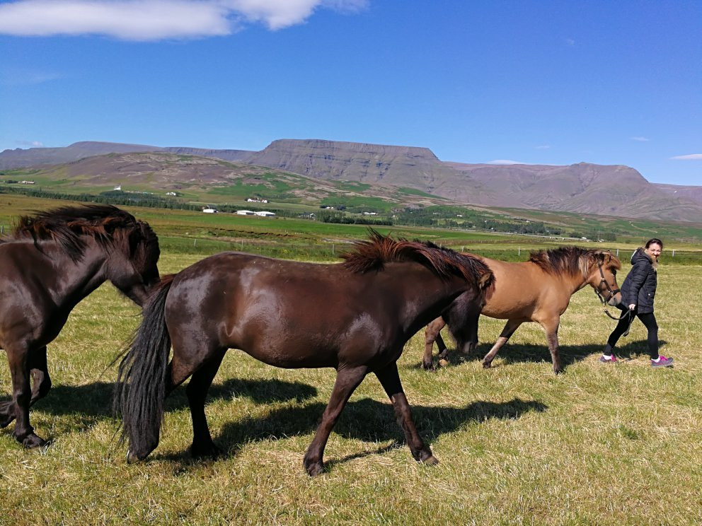 Hradastadir Horse Riding & Farm景点图片