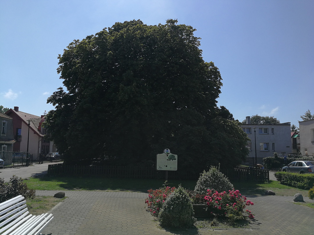 Kasztanowiec Biały