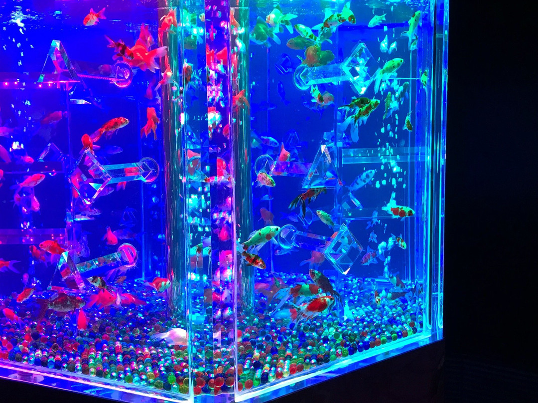 Art Aquarium-Ginza必去景点