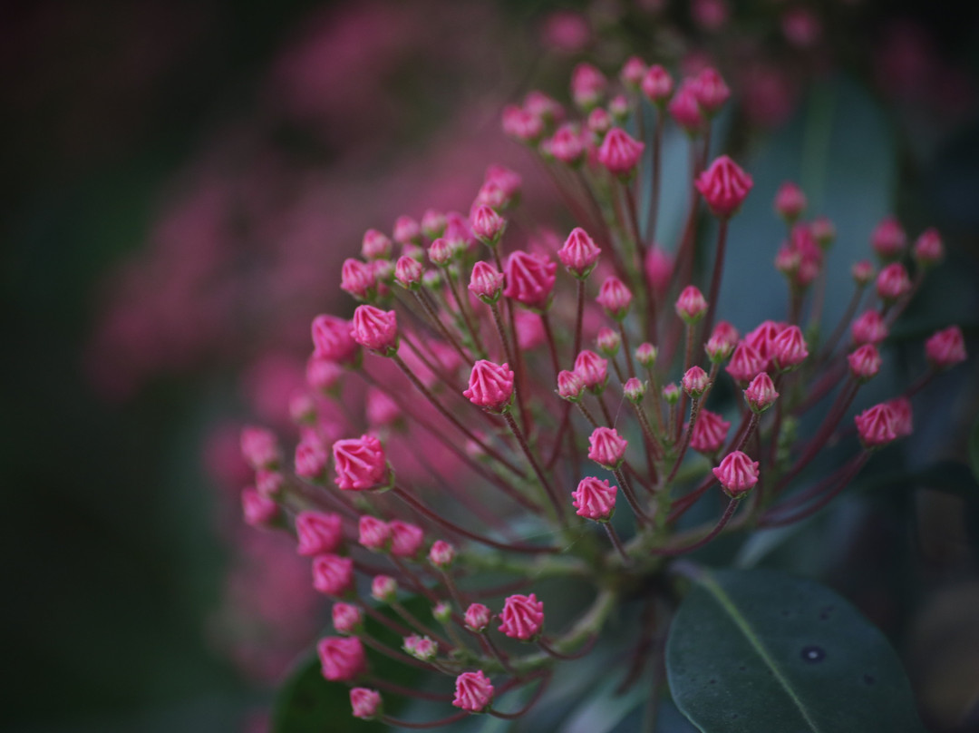 Kanuma Nishikigoi Park-鹿沼市必去景点
