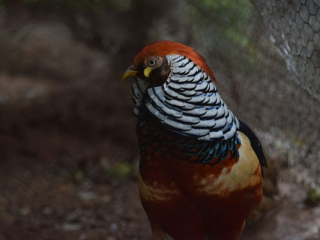 Gadag Zoo-Gadag必去景点