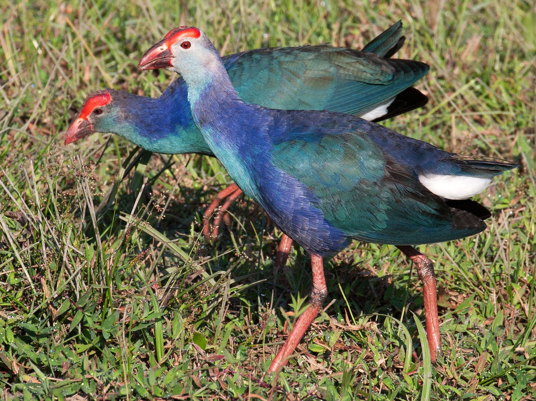国家野生动物园-科伦坡必去景点