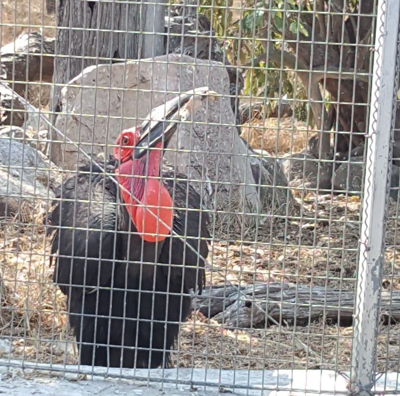 Hoedspruit Endangered Species Centre景点图片