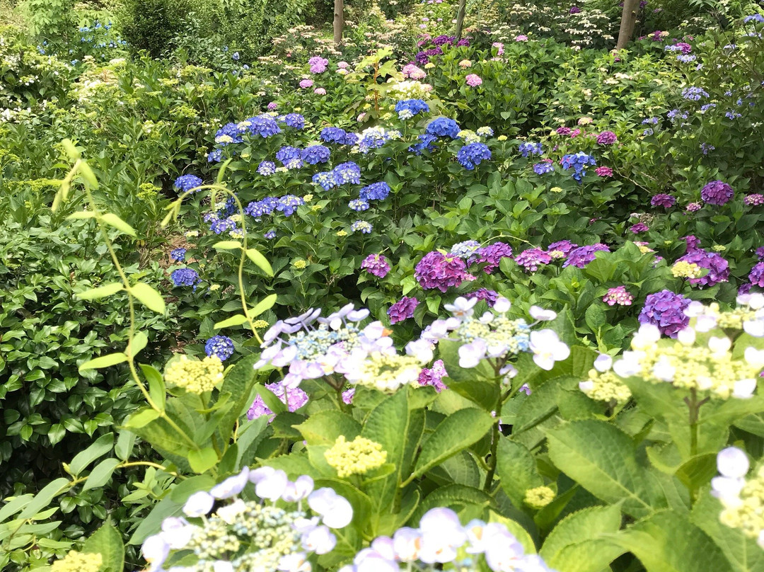 Kinsen-ji Temple-岚山町必去景点