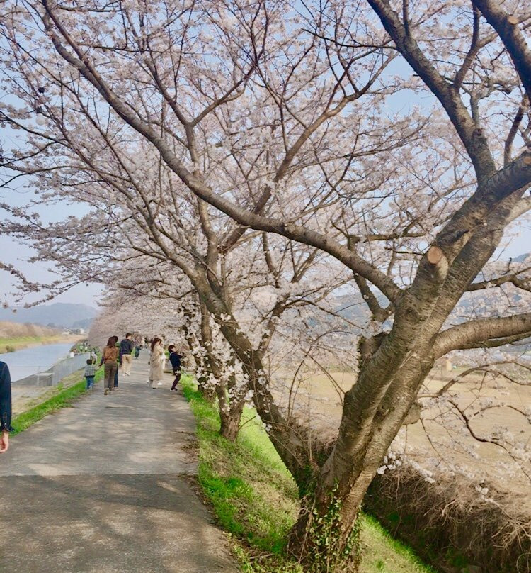 Sakura Trees along Nagare River景点图片