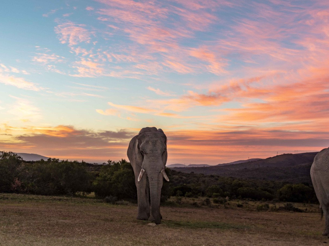 Barefoot Addo Elephant Lodge景点图片