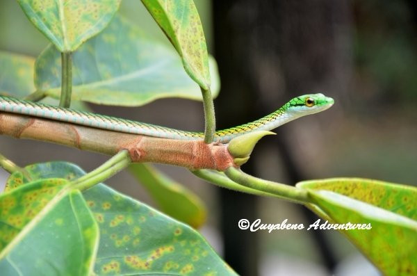 Cuyabeno Adventures-Nueva Loja必去景点