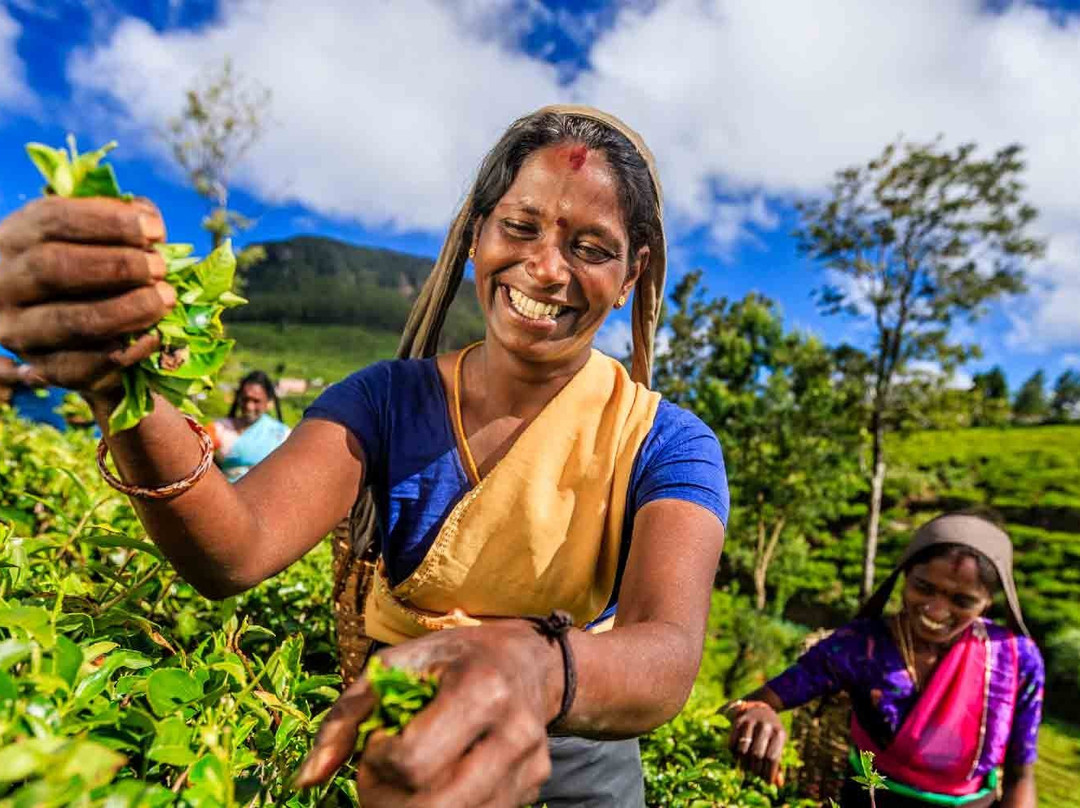 Sri Lanka Responsible Drivers-科伦坡必去景点