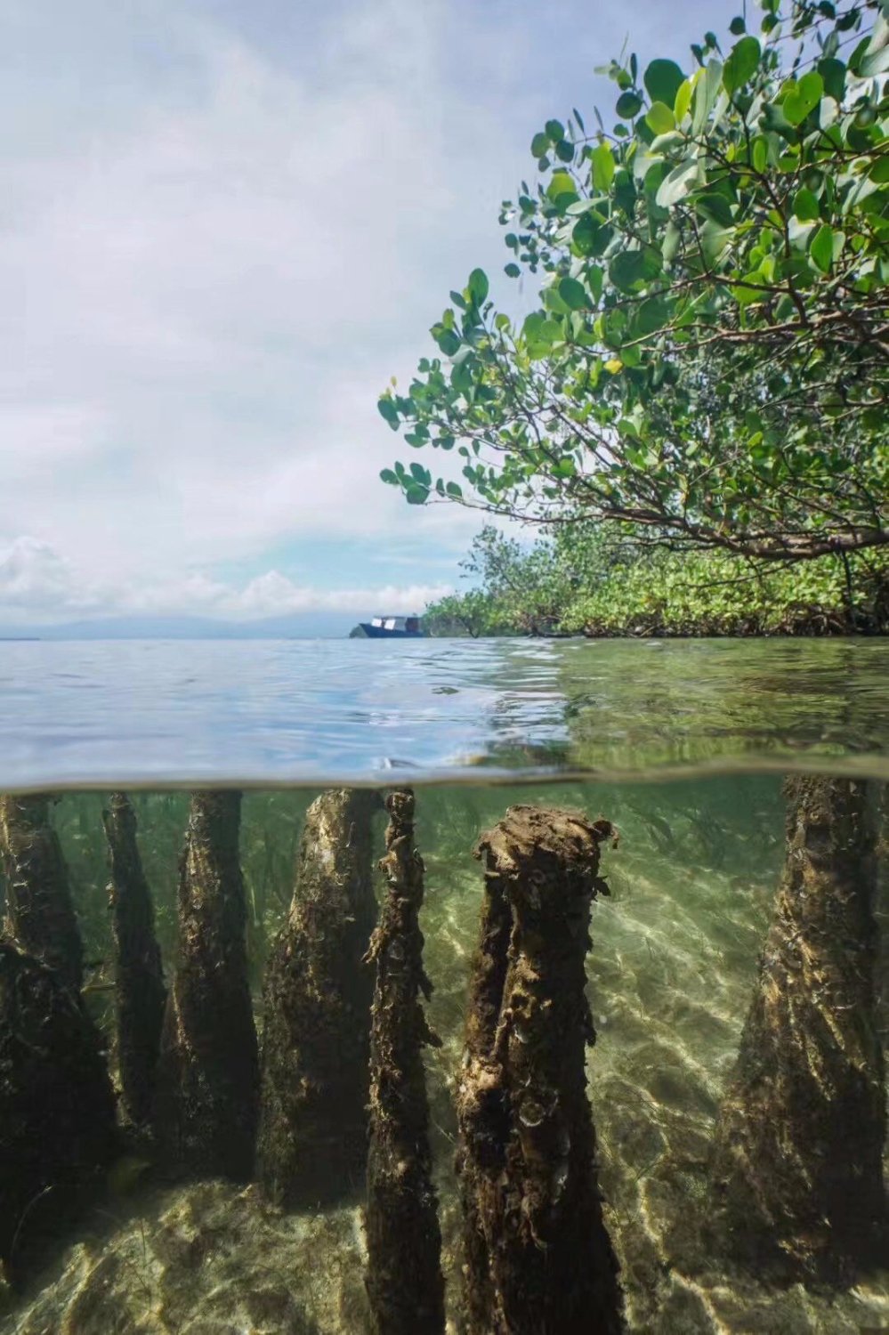 The Village Bunaken Resort-泳池