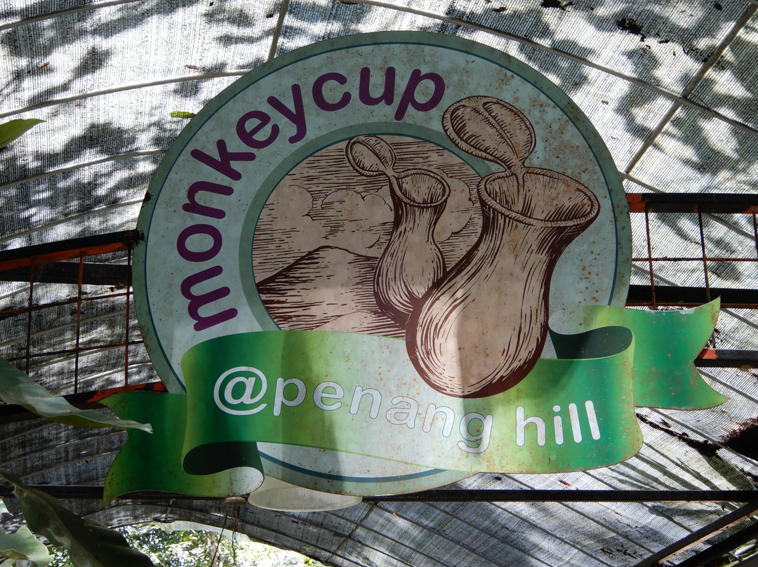 Monkey Cup-槟城岛必去景点