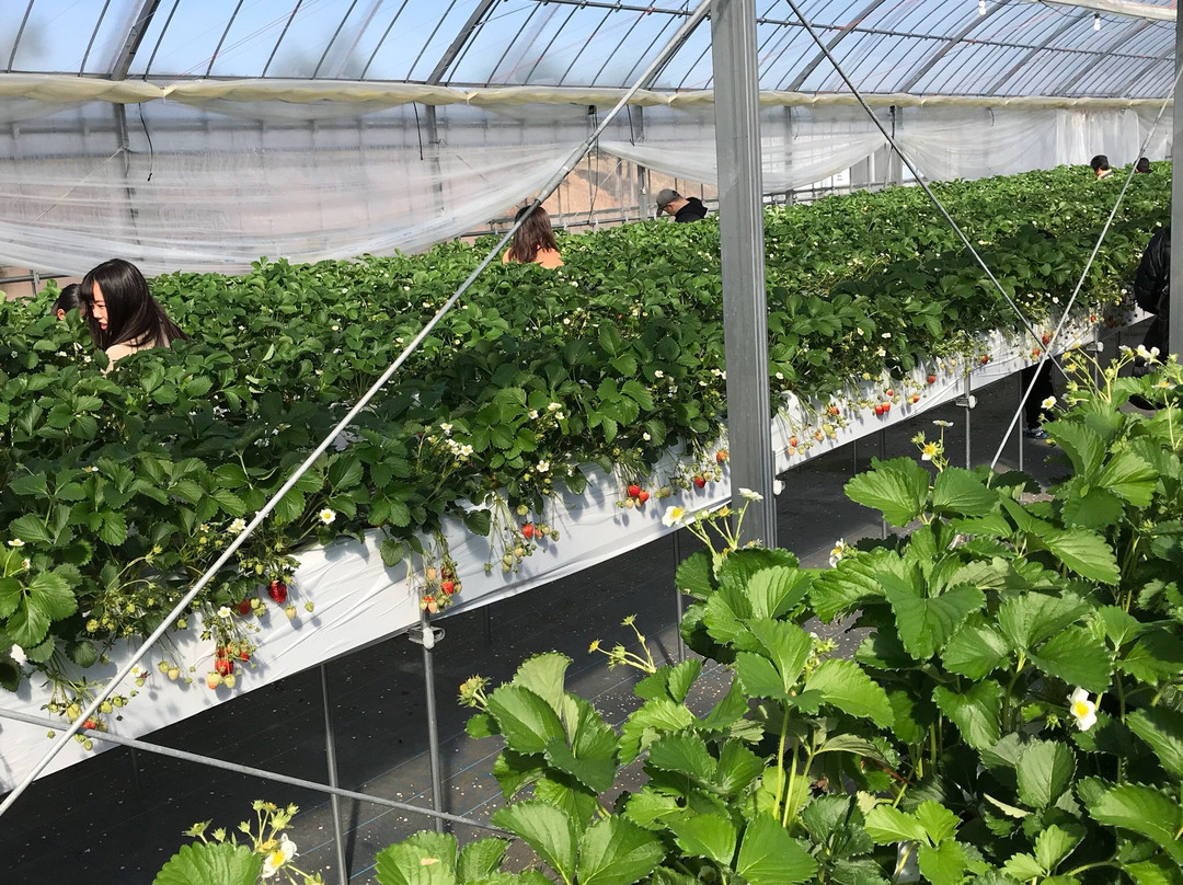 Hakuryuko Tourism Orchard-三原市必去景点