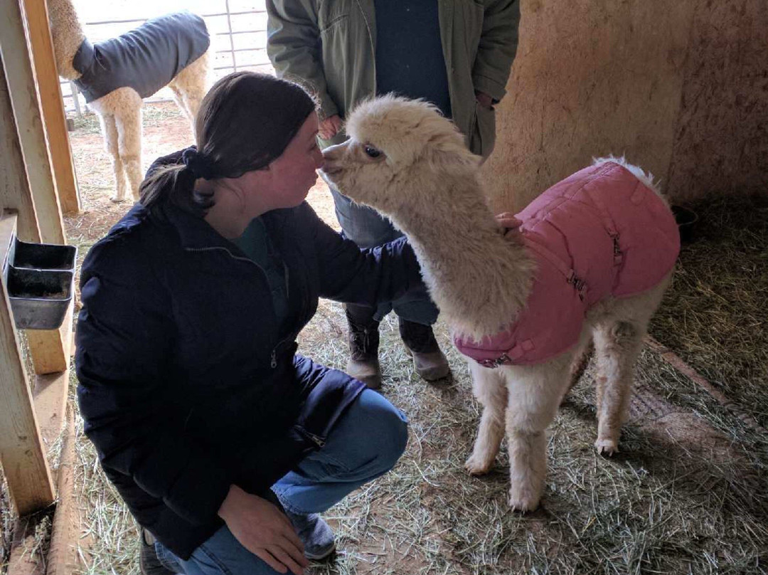 Que Sera Alpaca-圣菲必去景点