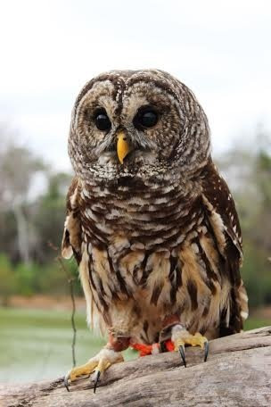 Possumwood Acres Wildlife Sanctuary景点图片