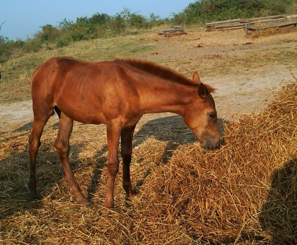 Horse Riding in Sukko Anapa-Sukko必去景点